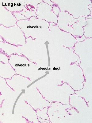 Normal alveolus (H&E)