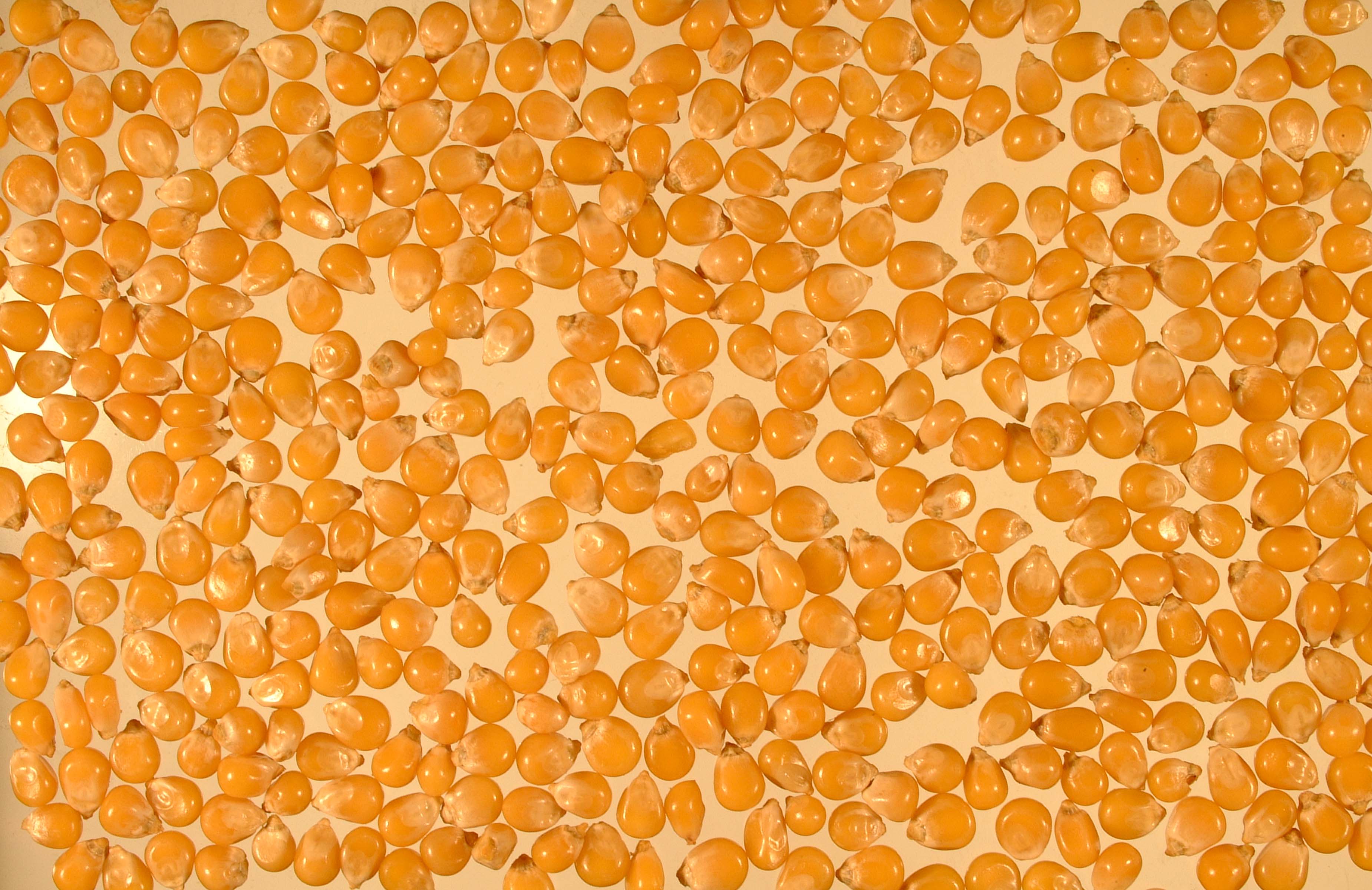 bibasilar crackles on auscultation