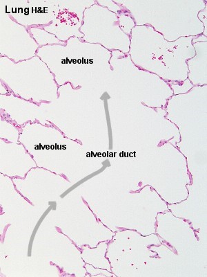 Normal alveolus (H&E)