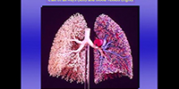 Respiratory Physiology: Pulmonary Vessel Structure with John West