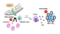 Mepolizumab and Omalizumab - Evidence for Use in Severe Asthma